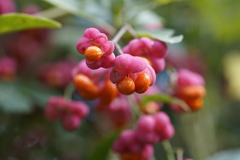 Assorted Fruits